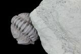 Wide, Enrolled Flexicalymene Trilobite - Ohio #76364-2